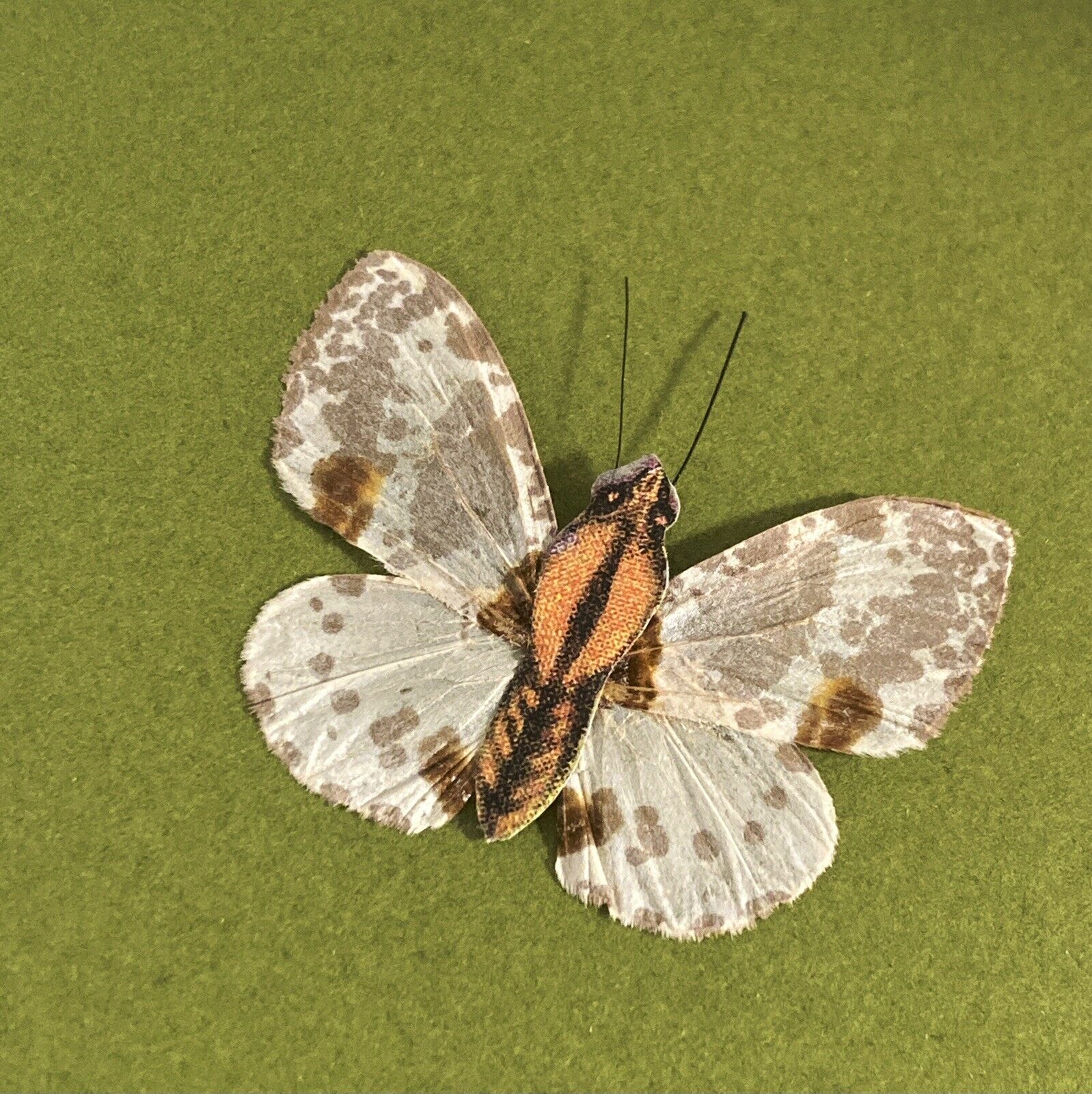 Antique Die Cut Real 🦋 Butterfly Moth Wings
